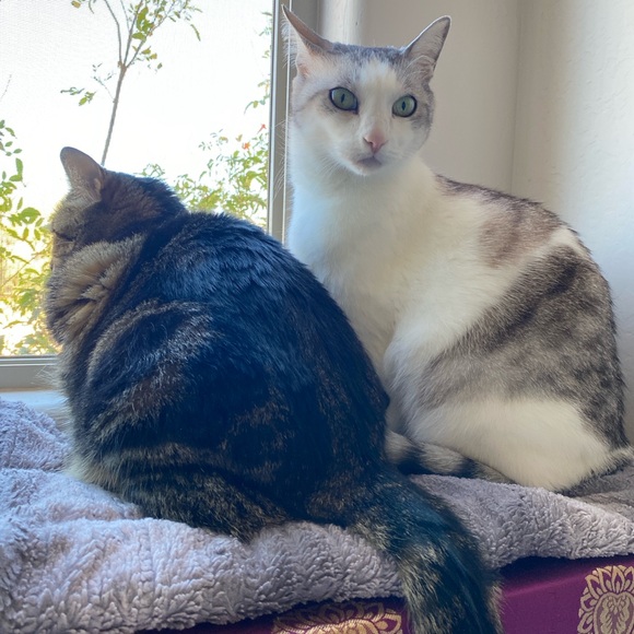 Meet your Posher, Lele - Picture 2 of 3